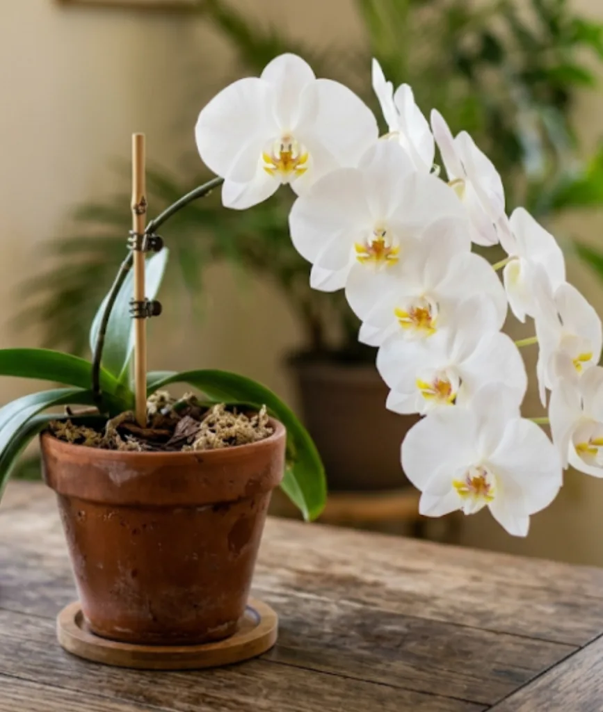 Orquídea